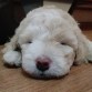 Ume dormida